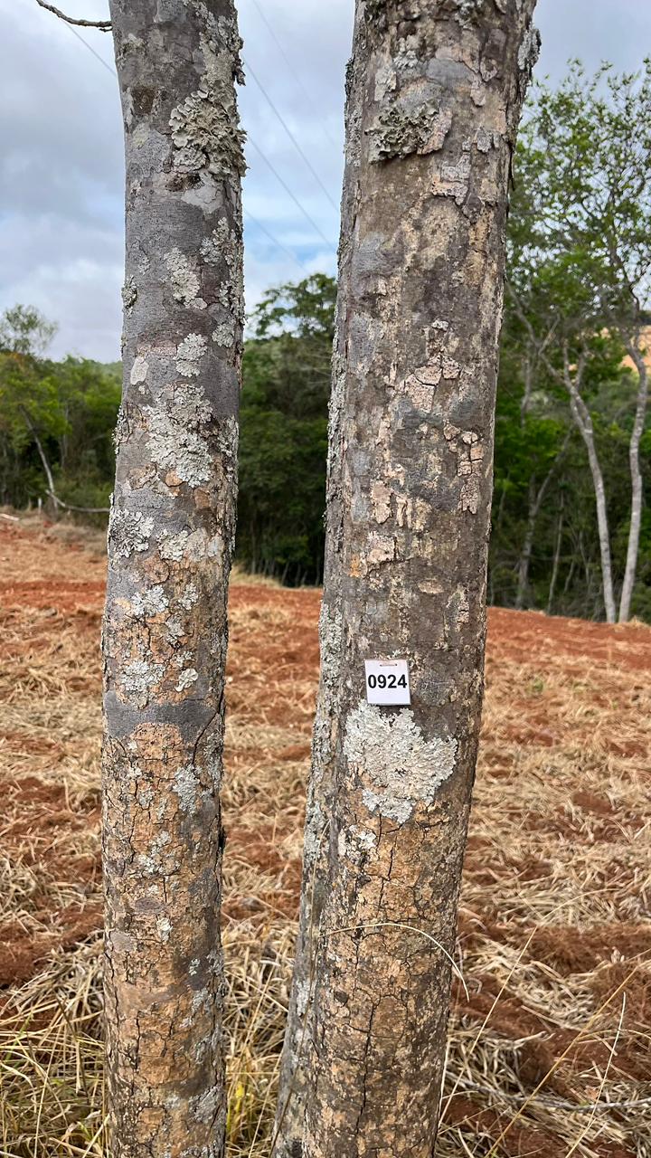 Serviço Ambiental 10